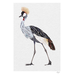 Crested Crane