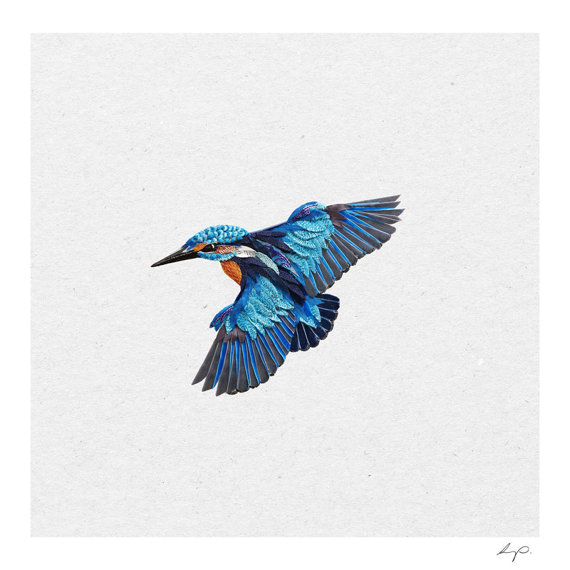 Kingfisher Two