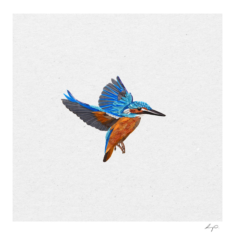 Kingfisher Drawing PNG Transparent Images Free Download | Vector Files |  Pngtree